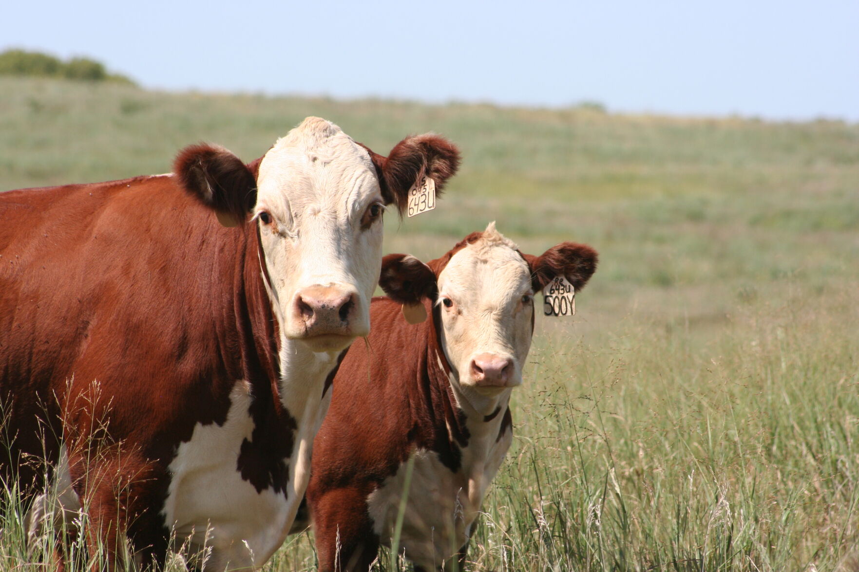 Beef Breeds Polled Herefords (4).JPG